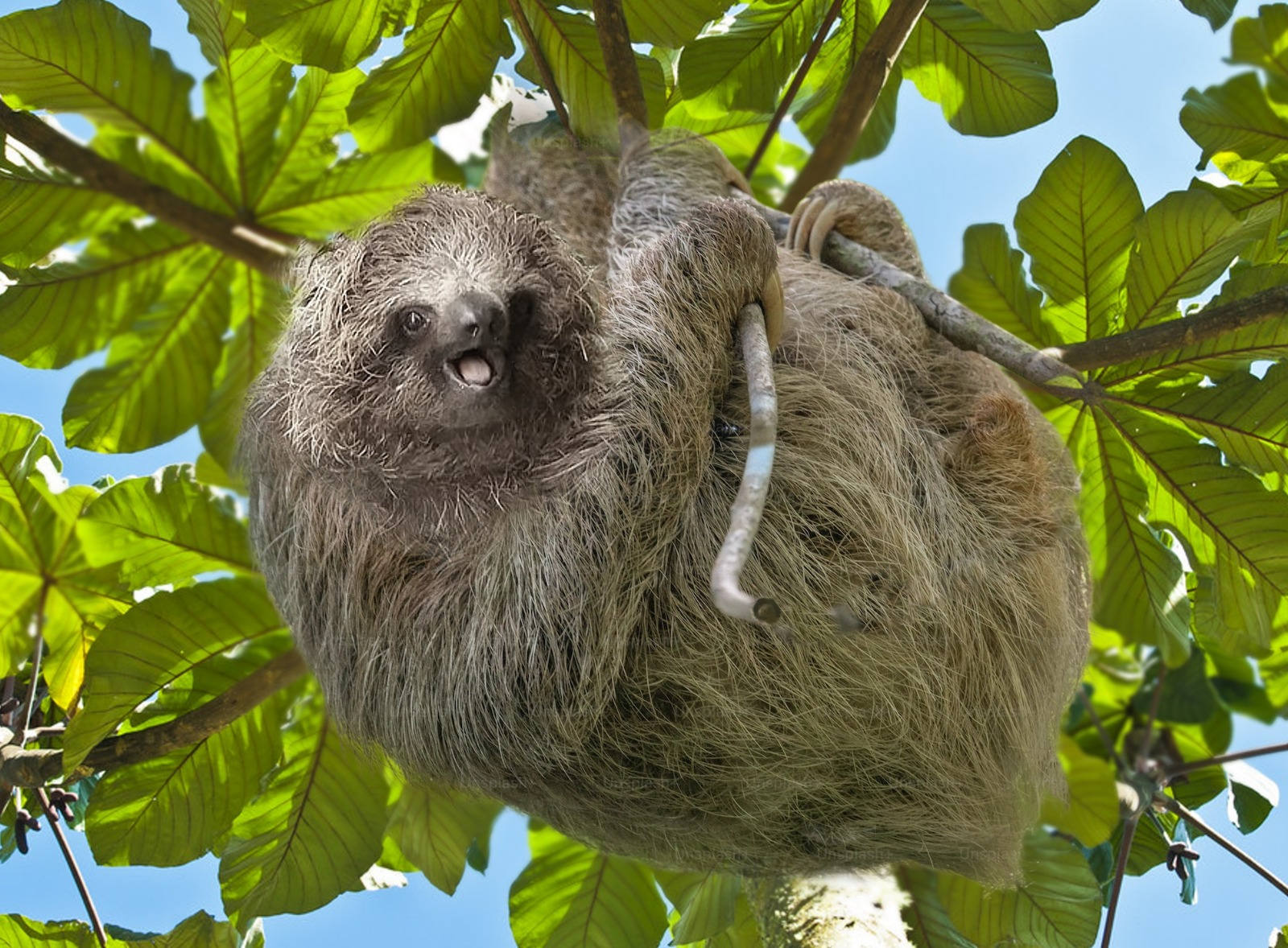 Fauna silvestre